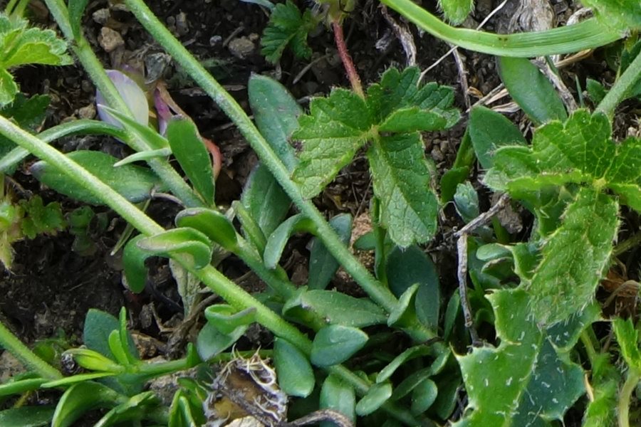 Polygala padulae / Poligala di Padula